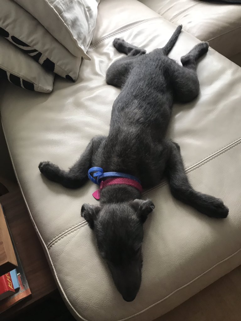 #cropredy2019 Mollys first festival at 13 weeks old