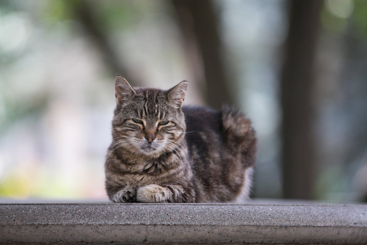 HofstraU's tweet photo. Let's give it up for our favorite felines! ๐ปย #InternationalCatDay #HofstraCats https://t.co/fqlzenmEbY