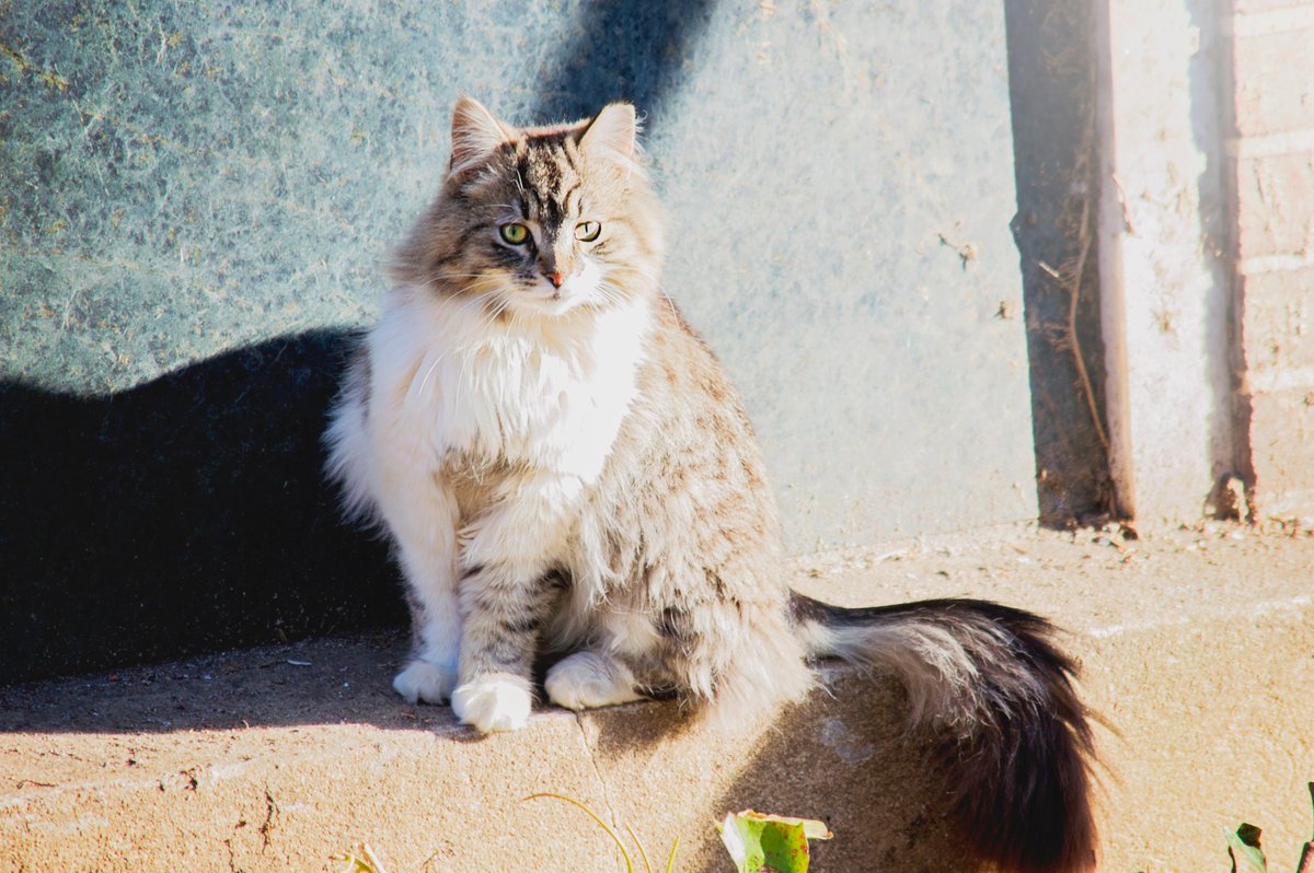 HofstraU's tweet photo. Let's give it up for our favorite felines! ๐ปย #InternationalCatDay #HofstraCats https://t.co/fqlzenmEbY
