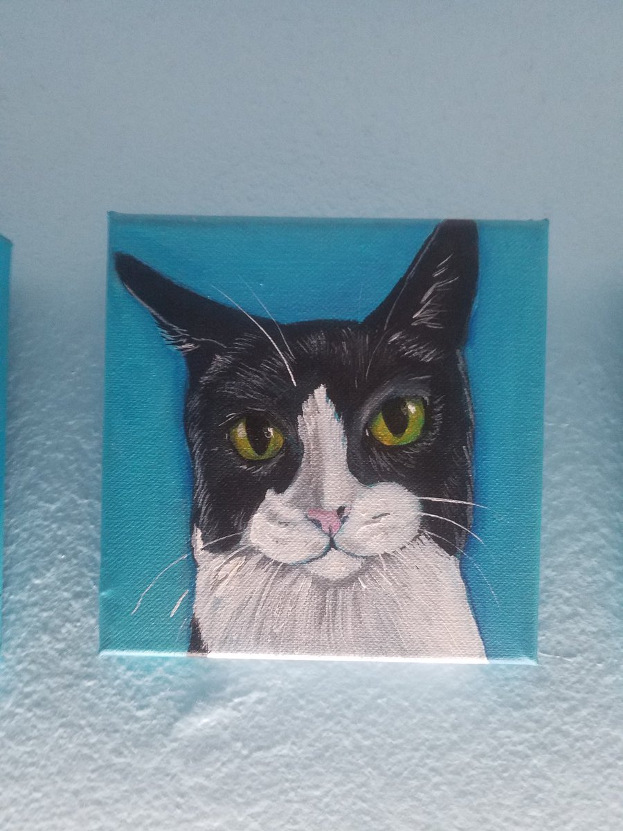 Portraits of Xingona, Xiconahui and Sólovino #InternationalCatDay
