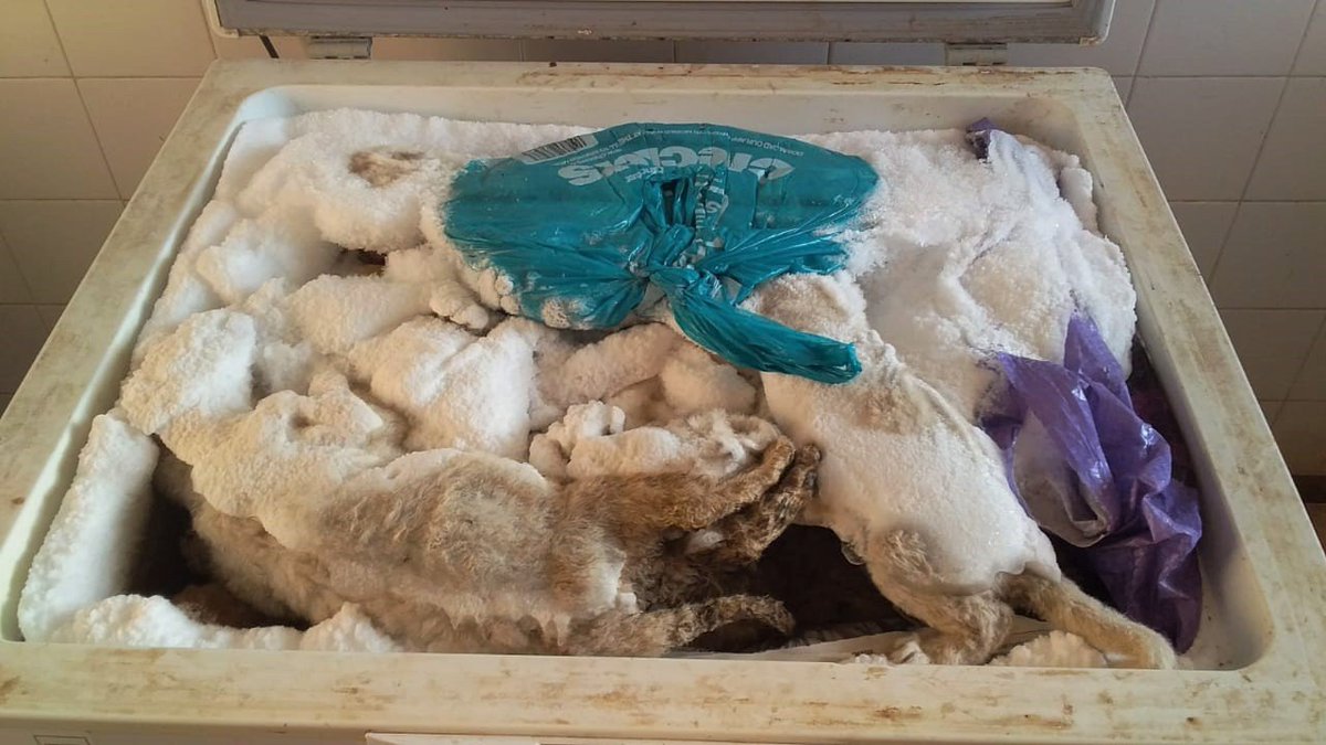 GreenGirlAfrica's tweet photo. Please enlighten us - why are @JacaNews wrong? Because of this? Looks like lion corpses in a freezer to me. #PienikaFarm #JanSteinman SAPA Council member or hopefully ex-member by now,

@Blood_Lions @NSPCA_SA @LindaPa60824893 @BAT_S_A @emsfoundationsa @ConsActionTrust @HSIAfrica https://t.co/jNAElNHtfB