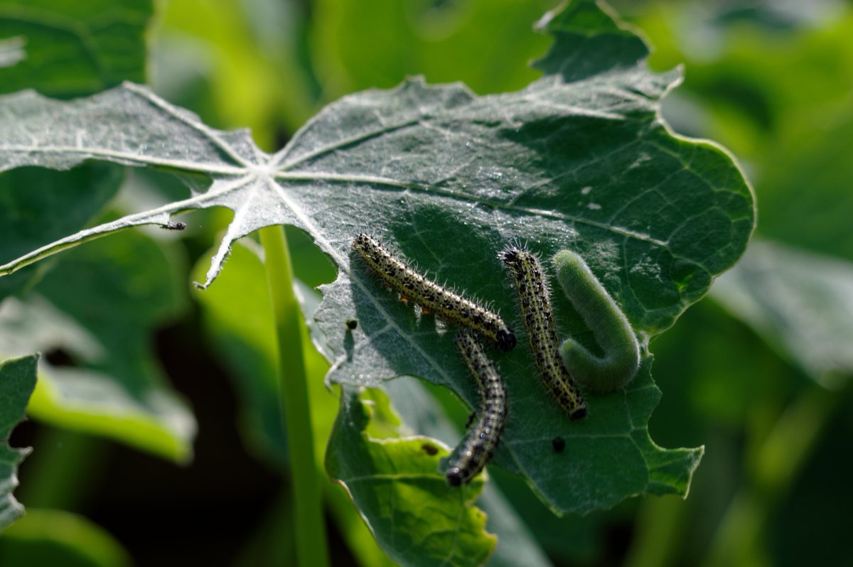 scrumpydrinker's tweet photo. Felt sorry for the Large and Small Whites after netting off the Brassicas this year, so planted a couple of hanging baskets of sacrificial Nasturtiums. #SeemsToBeWorking @BC_Norfolk @savebutterflies https://t.co/RniLTU1qWA