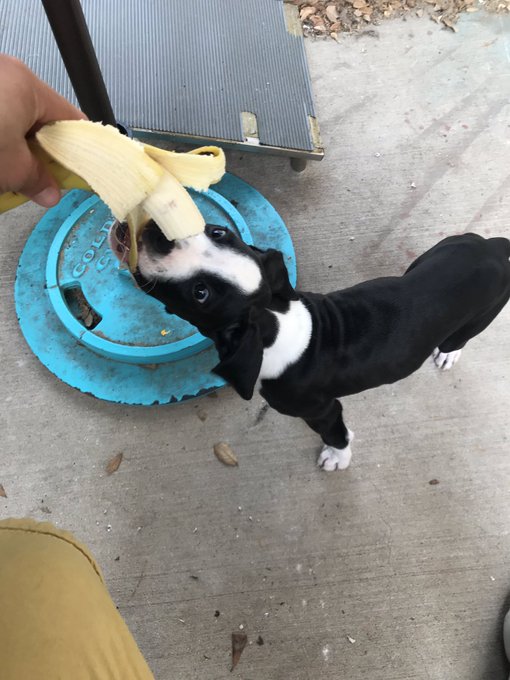 Anna Banana had her 1st banana today https://t.co/jSlGU5SJZc<a href="/tag/bigdick"class="tags"><span>#bigdick</span></a><a href="/tag/uncut"class="tags"><span>#uncut</span></a>