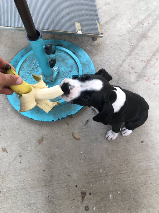 Anna Banana had her 1st banana today https://t.co/jSlGU5SJZc<a href="/tag/bigdick"class="tags"><span>#bigdick</span></a><a href="/tag/uncut"class="tags"><span>#uncut</span></a>
