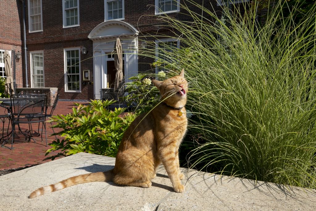 Harvard's tweet photo. Remy the cat lives nearly a mile away, but he loves to hang out on the Harvard campus 🐱 #InternationalCatDay https://t.co/KGWk8goIfQ