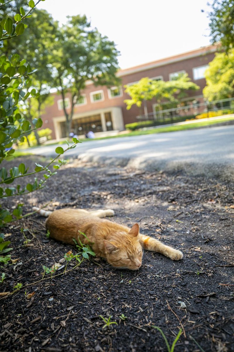 Harvard's tweet photo. Remy the cat lives nearly a mile away, but he loves to hang out on the Harvard campus 🐱 #InternationalCatDay https://t.co/KGWk8goIfQ