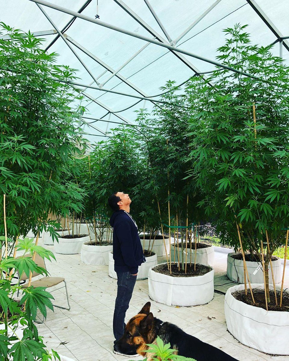 MediGenomics's tweet photo. Our FAS kyle_mgc took in some of the sights during a recent trip to the Canadian Emerald Triangle. 

Have you ever grown a #cannabis plant this tall? 

#cannabiscience #cannabischemistry #cannabistesting #cannabisculture #cannabiscommunity #cannabistestinglab #cannabisresearch https://t.co/xdPpE80qUF