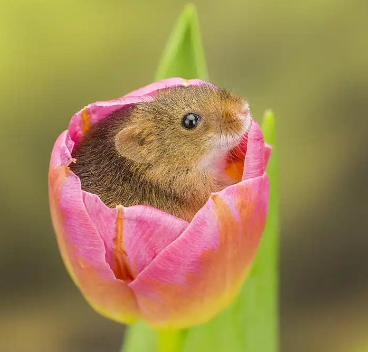 triveni_katti's tweet image. I read in #ChinaPlus that a certain harvest mouse loves pollen so much that it falls asleep in the flower sometimes, they&apos;d like to call it &quot;Emerging from the shelter&quot;! 
#WhatIPlanToDoToday
#ThursdayMotivation