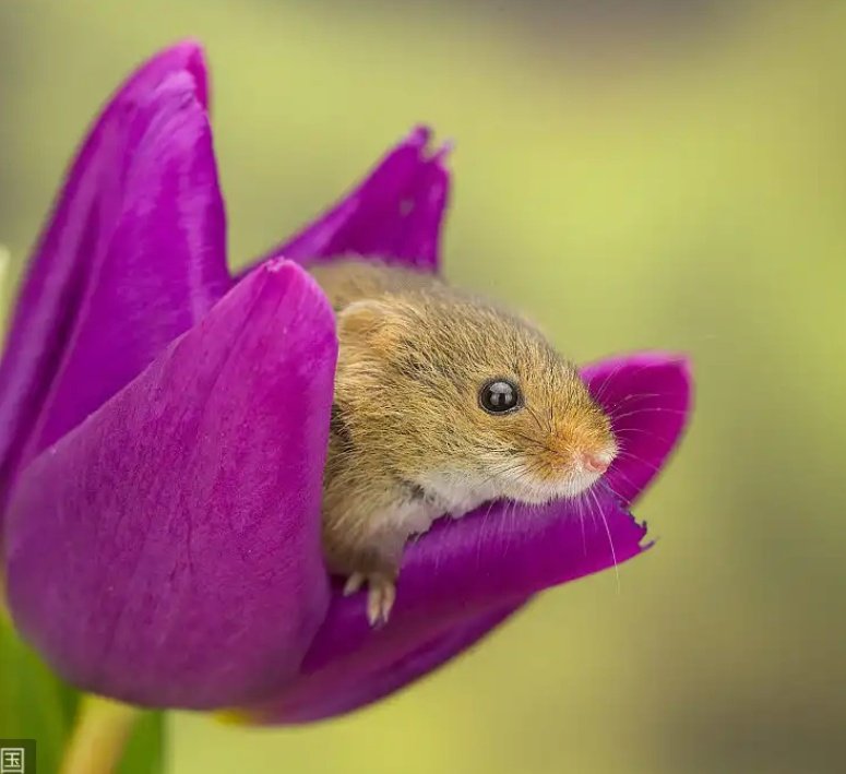 triveni_katti's tweet image. I read in #ChinaPlus that a certain harvest mouse loves pollen so much that it falls asleep in the flower sometimes, they&apos;d like to call it &quot;Emerging from the shelter&quot;! 
#WhatIPlanToDoToday
#ThursdayMotivation