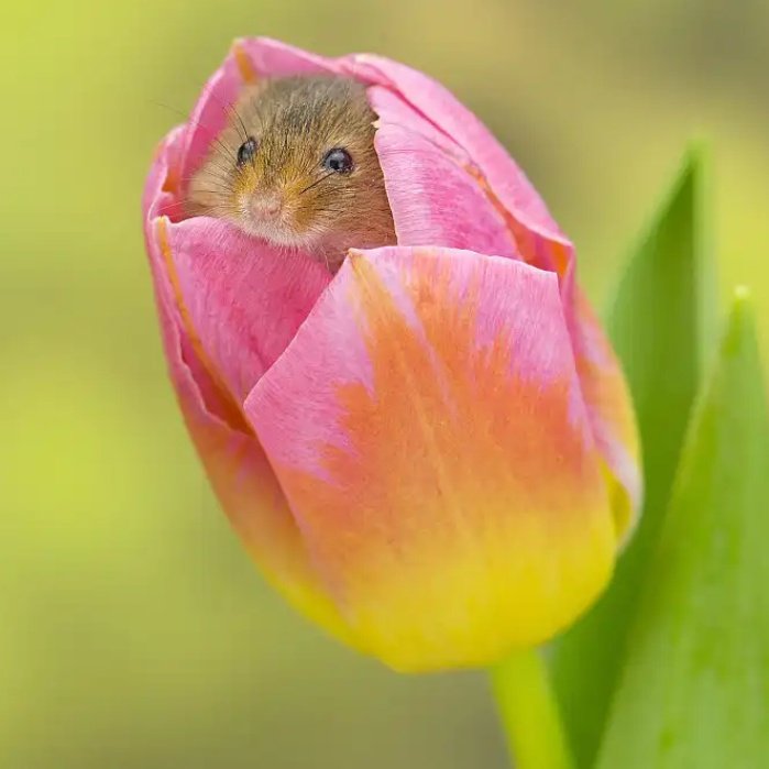 triveni_katti's tweet image. I read in #ChinaPlus that a certain harvest mouse loves pollen so much that it falls asleep in the flower sometimes, they&apos;d like to call it &quot;Emerging from the shelter&quot;! 
#WhatIPlanToDoToday
#ThursdayMotivation