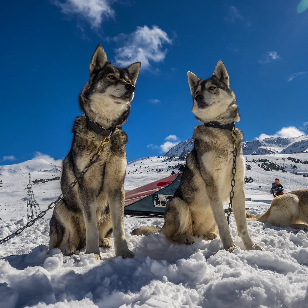 GosArtic's tweet photo. ¿Cómo lo ves? ¿Llega ya el invierno? 😳🥶#deilusióntambiénsevive #gosàrtic #snowrace2020 #mushing #husky #mushinglifestyle @aralleida @baqueira_beret @SkiPallars @Affinitypetcare @jardiland_esp https://t.co/ECHa1Y09Iq