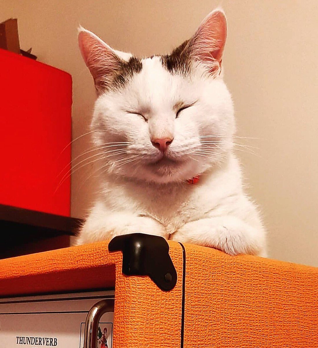 catsonamps's tweet photo. Orange you glad it’s Thursday! Happy International Cat Day 2019 | thank you @orangeamplifiers @alicehasthoughts | #adoptdontshop #geartalk #riffsandspliffs #merhq #cats #amps #musician #catsonamps | https://t.co/24qTKRh9Pi https://t.co/x6nWFfv4YQ