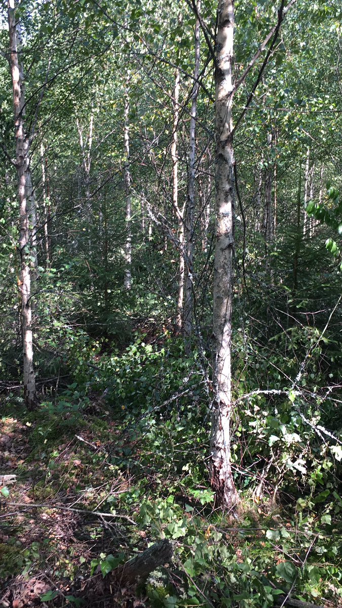 nyiskogen's tweet photo. Röjning i björkplantering. De små granarna sparas. Tar betydligt mer tid än vad man tror 😃 https://t.co/DuttMw7yxZ