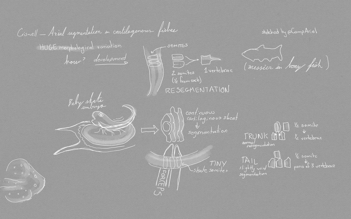 CampAriel's tweet photo. Notes from #icvm2019: @kecriswell showed us her amazing work on how axial segments develop in skates....complete with adorable baby skate embryos and seriously impressive forceps skills manipulating tiny bits of tissues. https://t.co/orq9FxaqI3