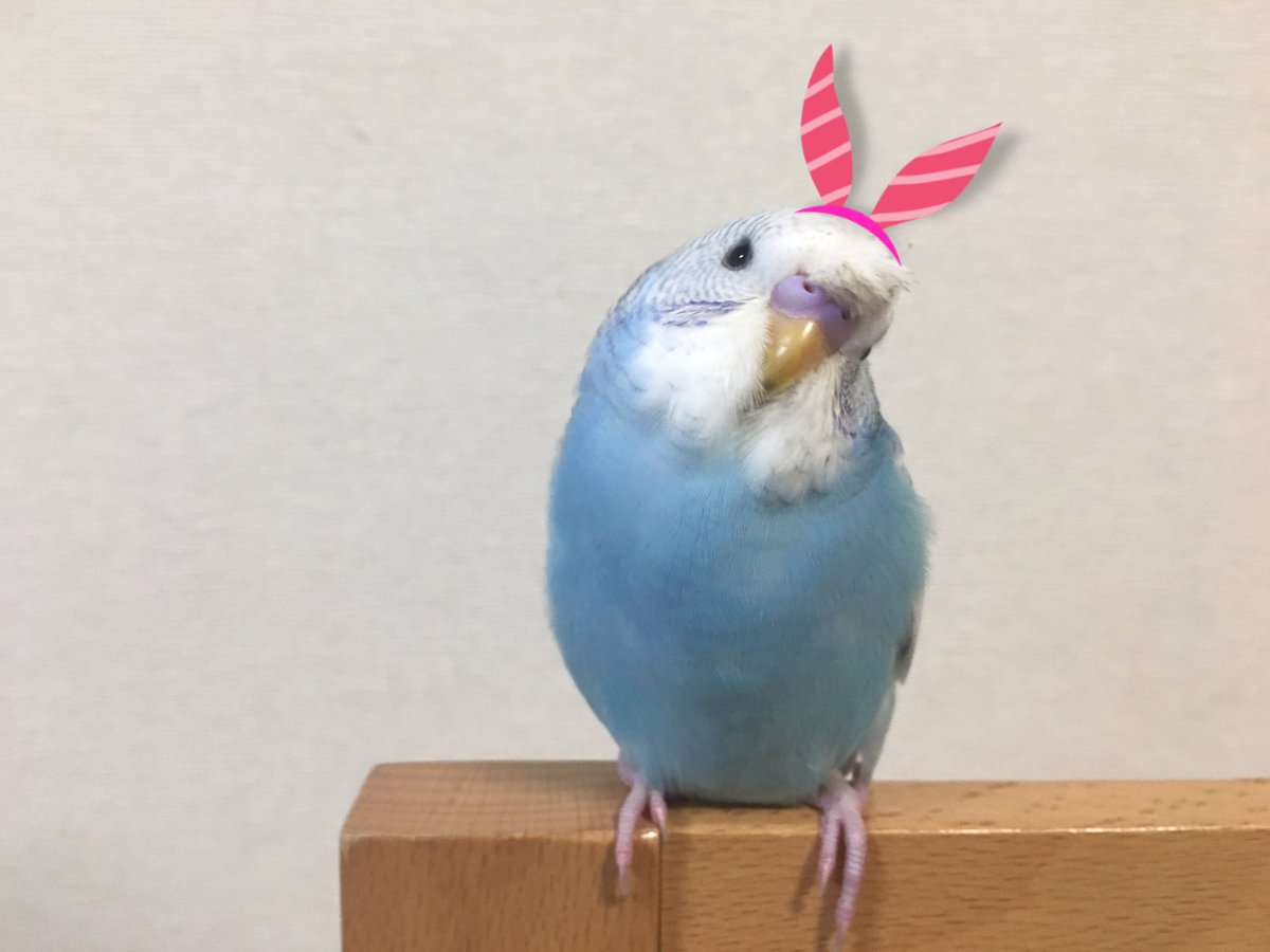 ぴーちくちゃん かわいいよ セキセイインコ 可愛いインコ