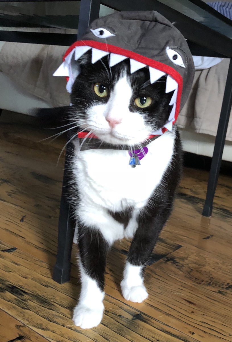 exmarlinhunter's tweet photo. It’s still shark week, right? I’m so confused -Happy  Cat’s Day, Love, Boone #iamup @wfaa https://t.co/SLCYtDq4iH