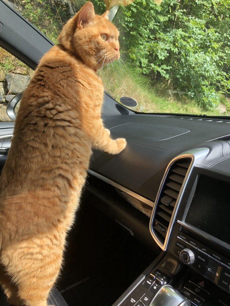 Strasseleeds's tweet photo. we are told its #InternationalCatDay can someone tell our cat he thinks its always #CatDay our own inbuilt #CatNav - lets see your #CatsOfTwitter ๐ https://t.co/3VydNSsXRd