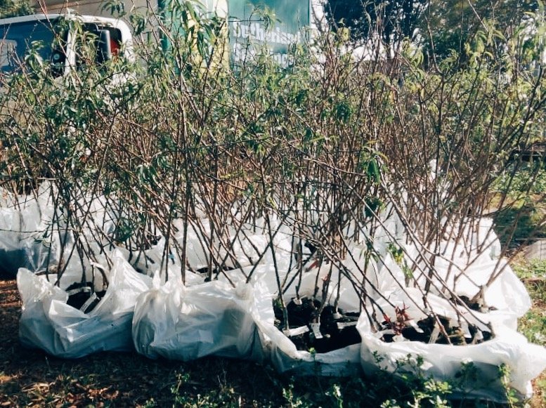 ftfa's tweet photo. We were at Sizakala Centre in Hammarsdale today distributing 750 fruit trees to 375 residents as part of Ackermans' #TreesForHomes project. If all trees survive, this will represent a carbon sequestration capacity of 276,75 tonnes over their lifespan.
#PlantATree #PlantAFuture https://t.co/OT8EqCQBwL