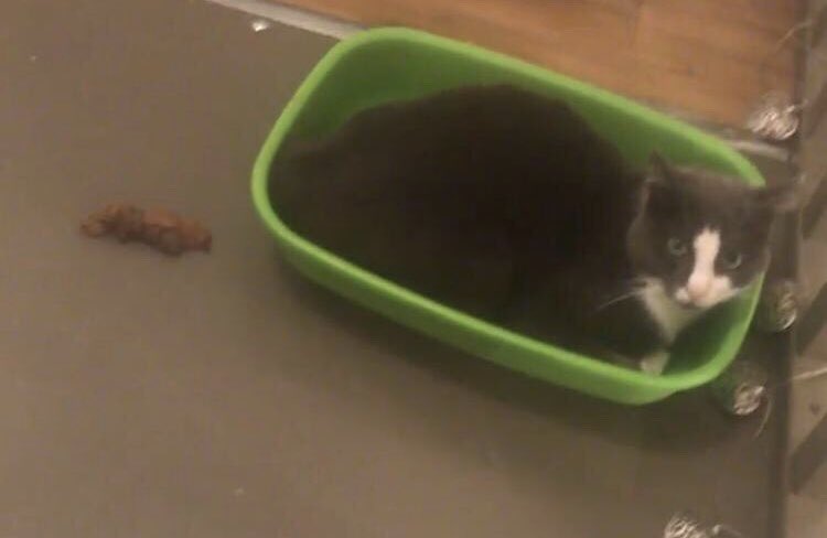 dezduff's tweet photo. Cherchez l’erreur #journeeinternationaleduchat #internationalcatday #onlesaimequandmeme https://t.co/l7P1RmSv6F