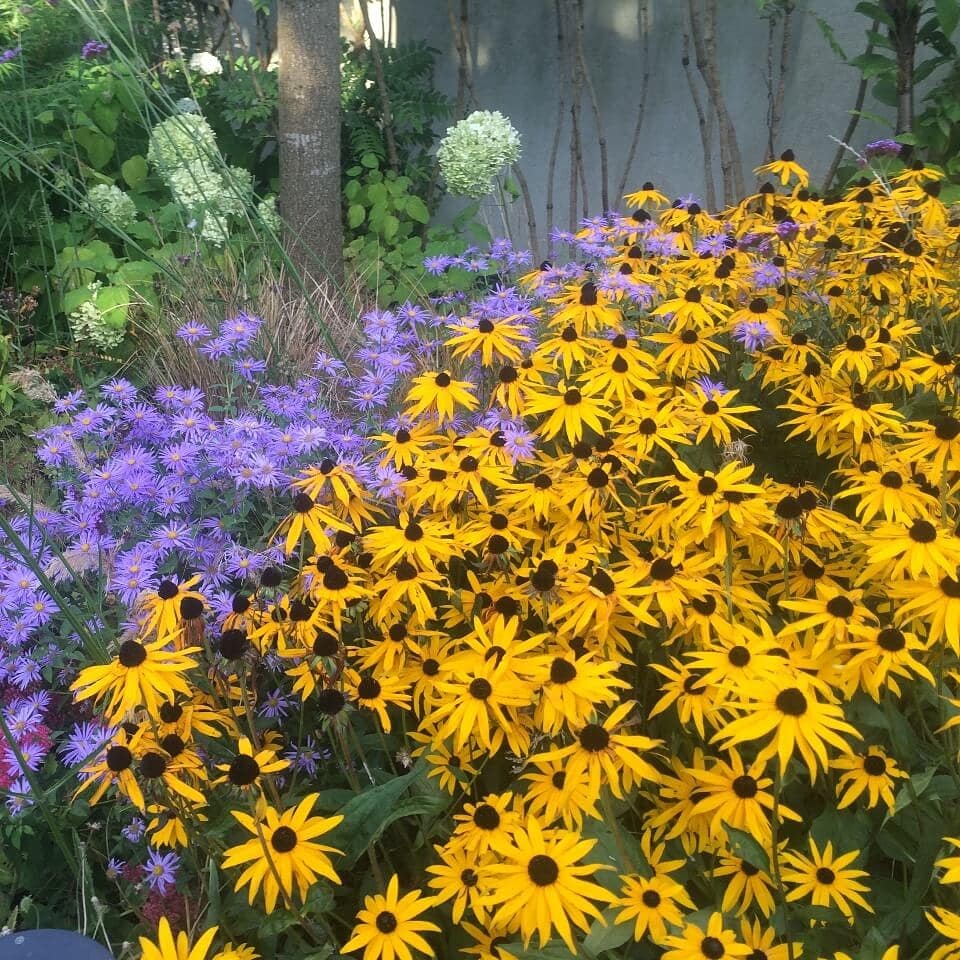 TrustedPeopleIE's tweet photo. Colourful, high impact planting from @greentouch_ie 
See more of their work at:
https://t.co/HBaE1YQZbt

#GardenDesign #Planting #Landscaping #Colour #DublinGarden #TrustedPeople https://t.co/u4Pv81aT25
