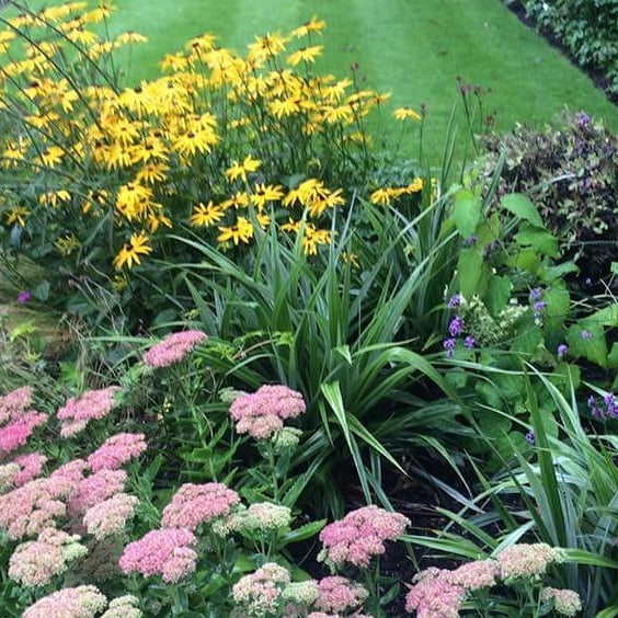 TrustedPeopleIE's tweet photo. Colourful, high impact planting from @greentouch_ie 
See more of their work at:
https://t.co/HBaE1YQZbt

#GardenDesign #Planting #Landscaping #Colour #DublinGarden #TrustedPeople https://t.co/u4Pv81aT25