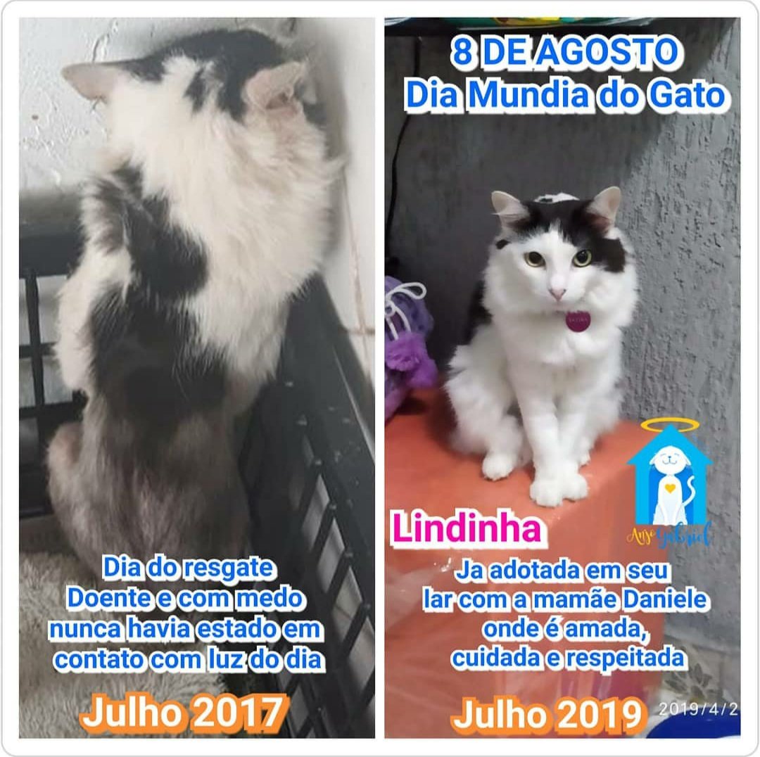 abrigo_anjo's tweet photo. Hoje é dia mundial do gato!
Ajude o abrigo a continuar fazendo esse trabalho incrível 🙏❣️ https://t.co/oX05CAReLW