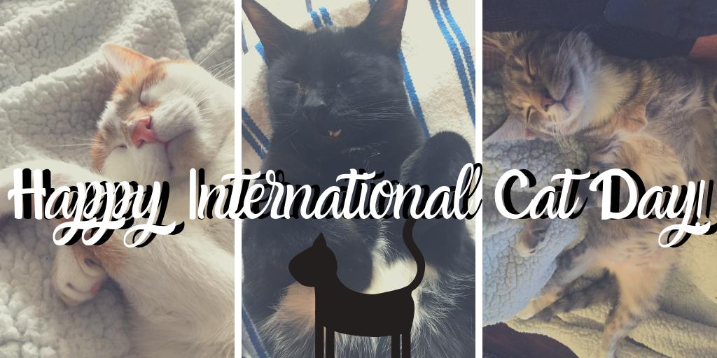 RaleighPlanning's tweet photo. No cat naps here; Raleigh Planning is hard at work today! We hope you are having a Purr-fect #InternationalCatDay! 🐱 ❤️ https://t.co/OKAgOmrrJi