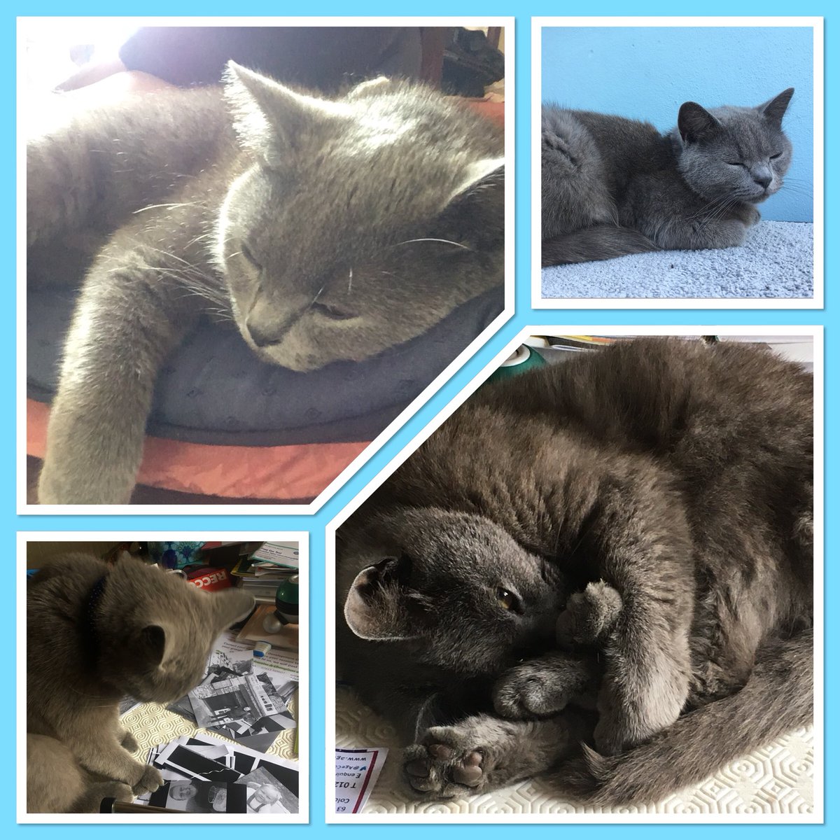 ClaireM85's tweet photo. #WorldCatDay #InternationalCatDay Despite not owning a cat, my neighbours’ cat Ralph has adopted me 💙 100’s of photos I could share - somewhat obsessed and he continues to amuse and surprise me, trying to help me work #SecretCatLady https://t.co/BIV7ZTNayV