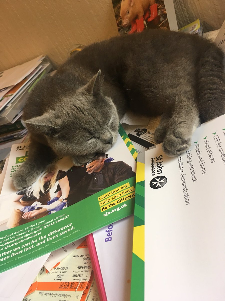 ClaireM85's tweet photo. #WorldCatDay #InternationalCatDay Despite not owning a cat, my neighbours’ cat Ralph has adopted me 💙 100’s of photos I could share - somewhat obsessed and he continues to amuse and surprise me, trying to help me work #SecretCatLady https://t.co/BIV7ZTNayV