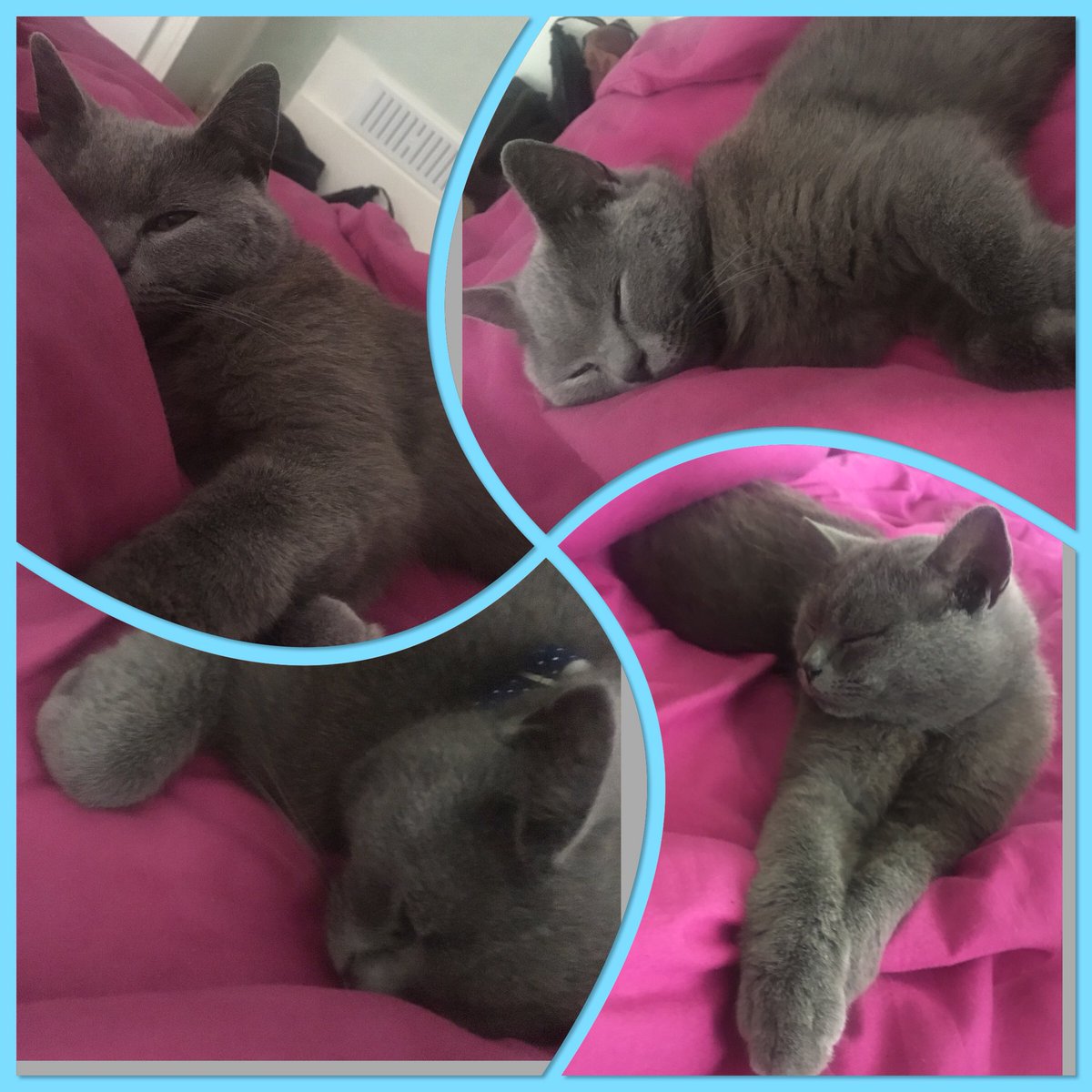 ClaireM85's tweet photo. #WorldCatDay #InternationalCatDay Despite not owning a cat, my neighbours’ cat Ralph has adopted me 💙 100’s of photos I could share - somewhat obsessed and he continues to amuse and surprise me, trying to help me work #SecretCatLady https://t.co/BIV7ZTNayV
