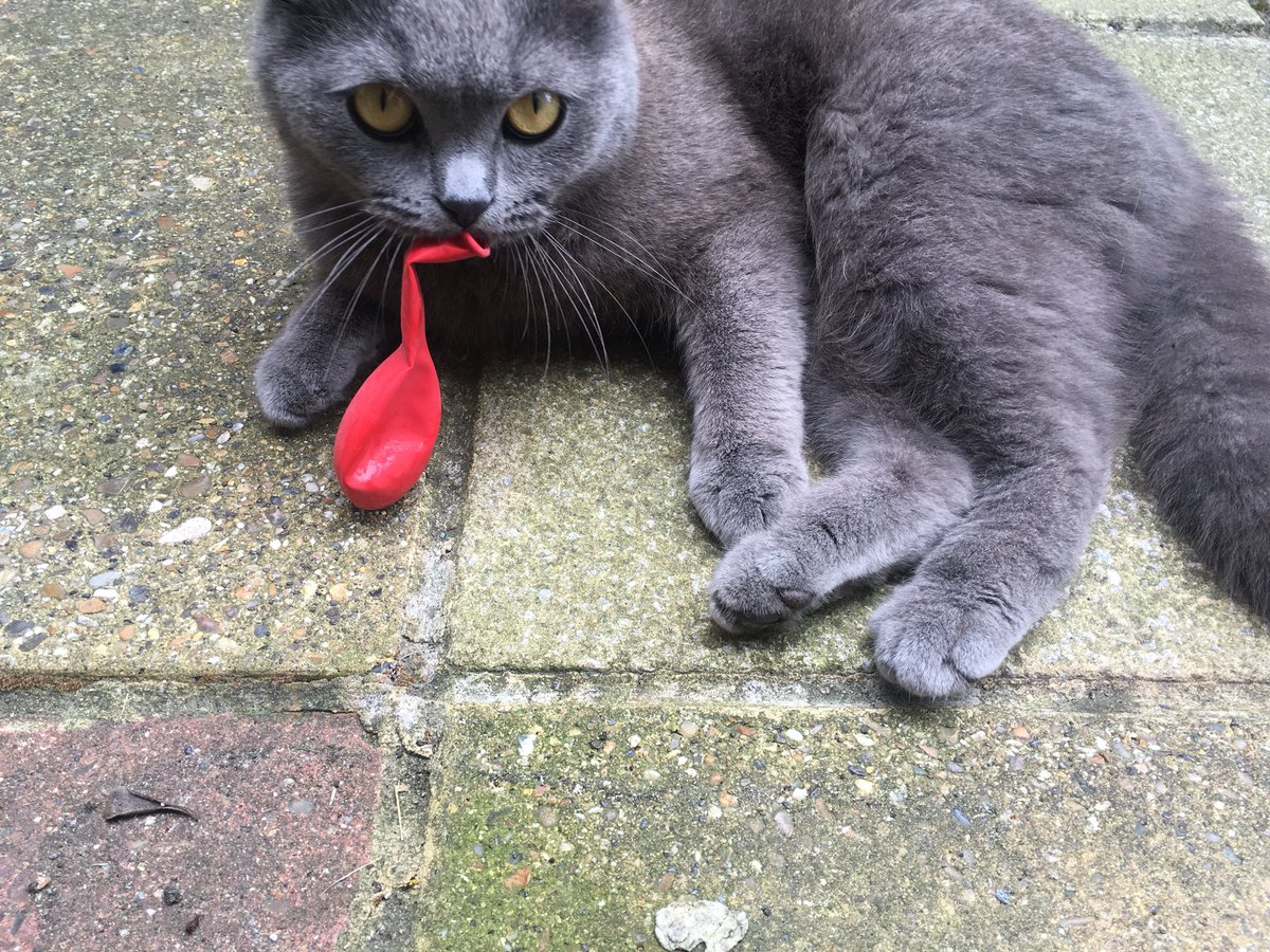 ClaireM85's tweet photo. #WorldCatDay #InternationalCatDay Despite not owning a cat, my neighbours’ cat Ralph has adopted me 💙 100’s of photos I could share - somewhat obsessed and he continues to amuse and surprise me, trying to help me work #SecretCatLady https://t.co/BIV7ZTNayV