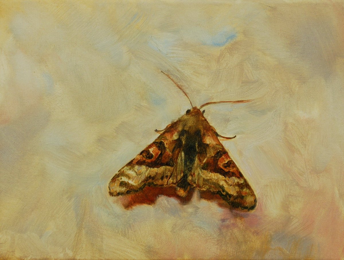TaylorGalleries's tweet photo. Beatrice O'Connell
'Angle Shades Moth'
2019
oil on canvas
18 x 24 cm
...
On view in Taylor Galleries' #SummerGroupShow till 7 September 2019. https://t.co/E5whOMMQbd