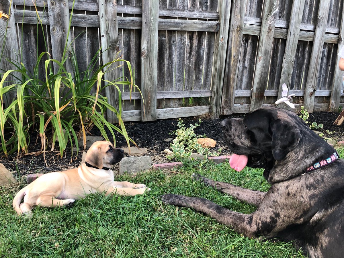 NerrissaGlad's tweet photo. Got a new puppy. https://t.co/7EJRw7pFoL