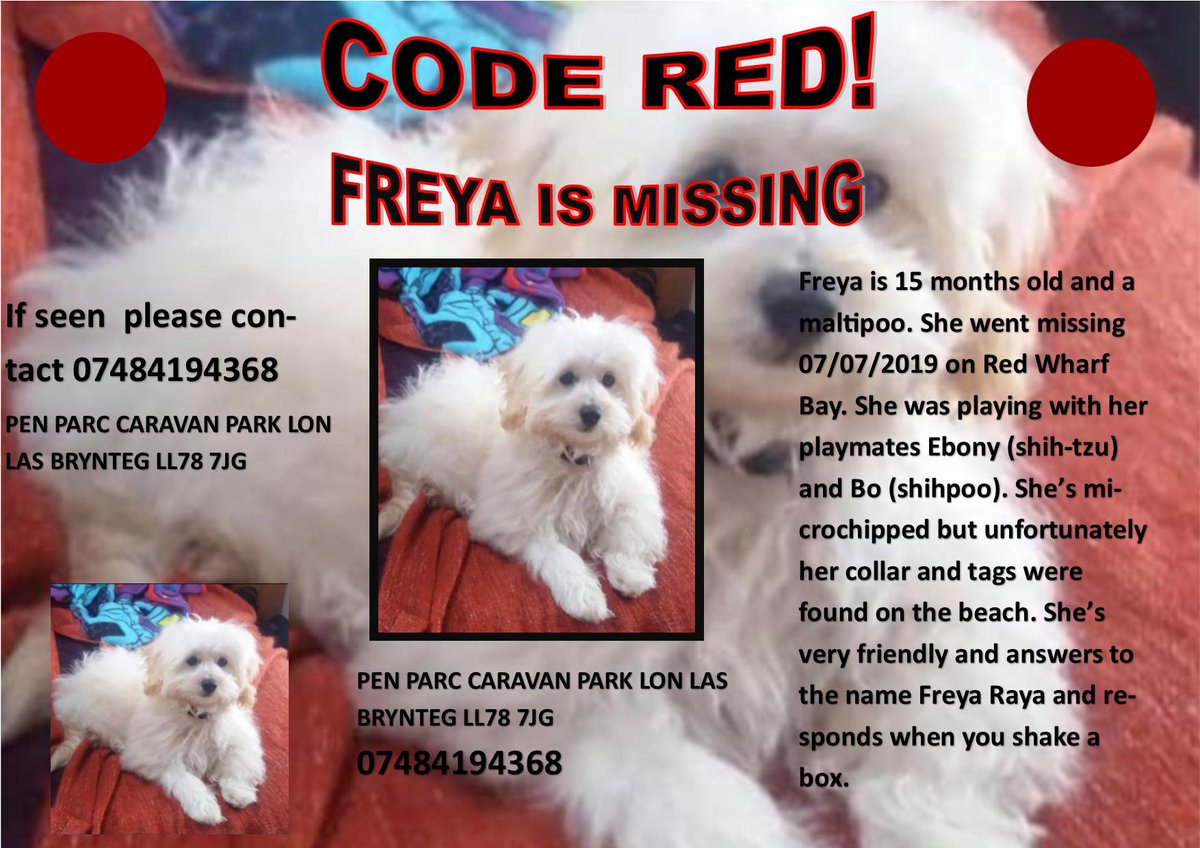 gelert01's tweet photo. 🔴CODE RED🔴 #FREYA IS MISSING 07/07/2019
🔴#PENPARC #CARAVANPARK #LONLAS #BRYNTEG #LL787J #Anglesey
WE NEED URGENT RT'S TO GET THIS PUP HOME PLIS https://t.co/dyCCCJJYmY