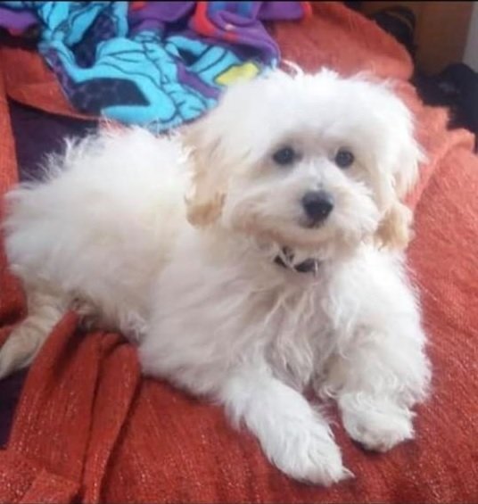 gelert01's tweet photo. 🔴CODE RED🔴 #FREYA IS MISSING 07/07/2019
🔴#PENPARC #CARAVANPARK #LONLAS #BRYNTEG #LL787J #Anglesey
WE NEED URGENT RT'S TO GET THIS PUP HOME PLIS https://t.co/vnP7C3l2Yx