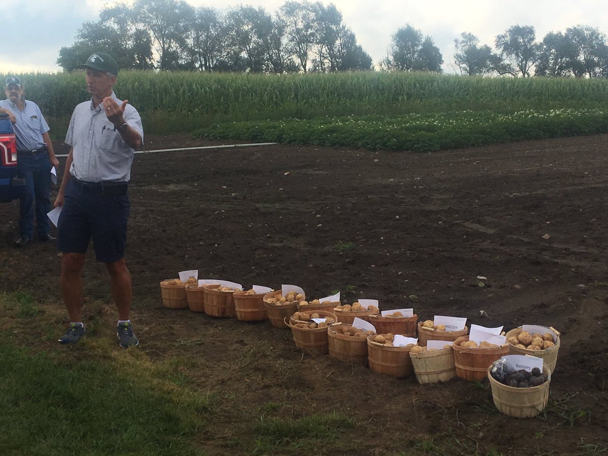 #MSU potato breeder Dave Douches shares the different varieties he’s developed at the Montacalm Research Center potato field day.