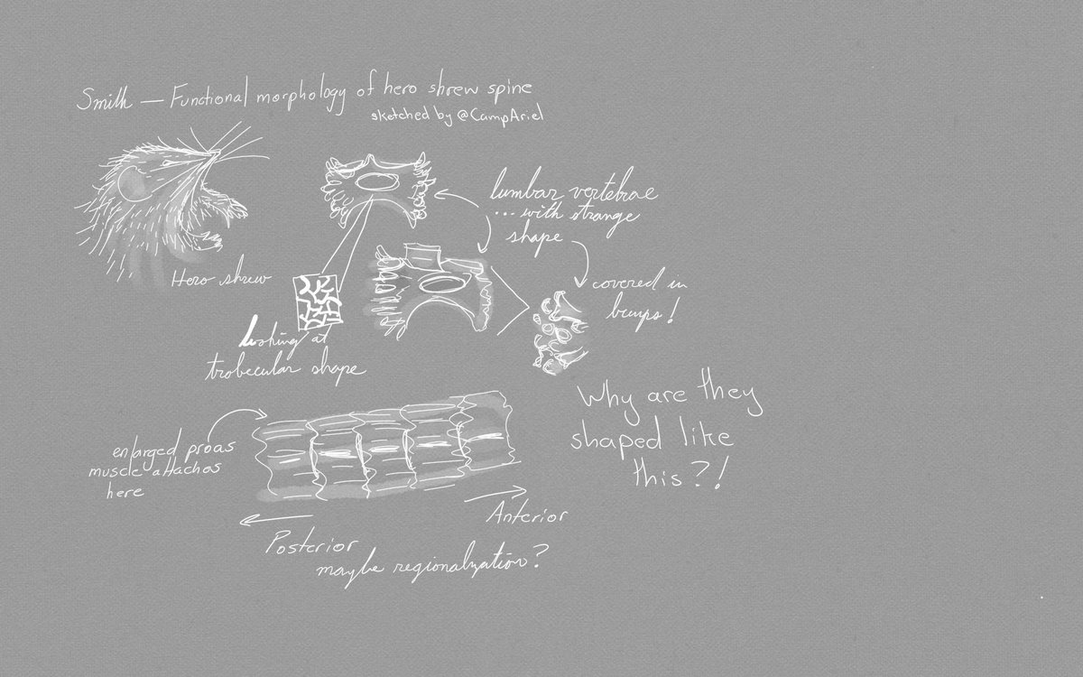 CampAriel's tweet photo. Notes from #icvm2019: @scutisorex introduced me to the amazing hero shrew and their fantastically shaped lumbar vertebrae! https://t.co/oPmgWeDDEJ