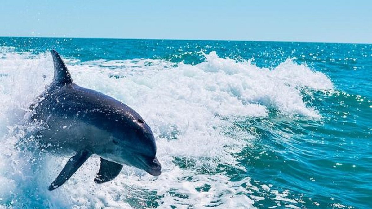 oceansreach's tweet photo. It's the 4th day of fun Dolphin facts!
https://t.co/5Y4NvmcCCb
#Sanibel #OceansReach https://t.co/Tm3hcaXBuw