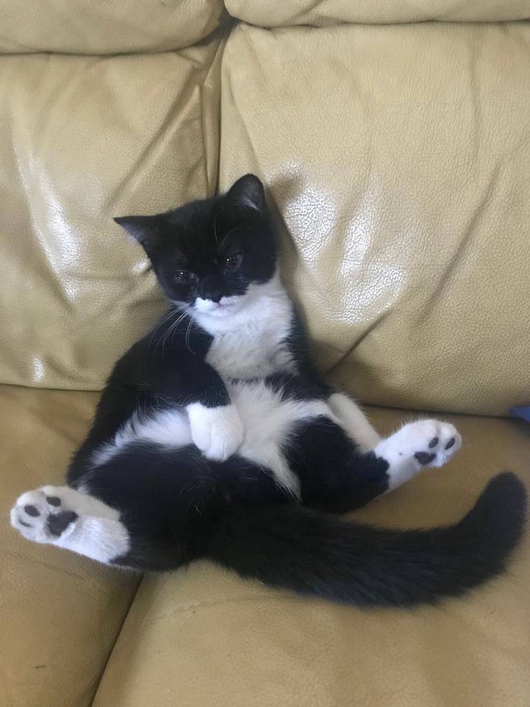 mrtin_'s tweet photo. Buscando el sentido a la vida 🤔 (1 de nuestros 4 gatos) #zapeando1427 https://t.co/mZfccVERM5