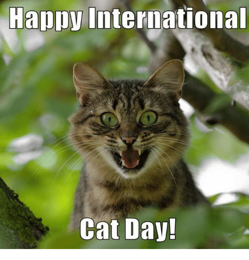 Store Paws tweet media