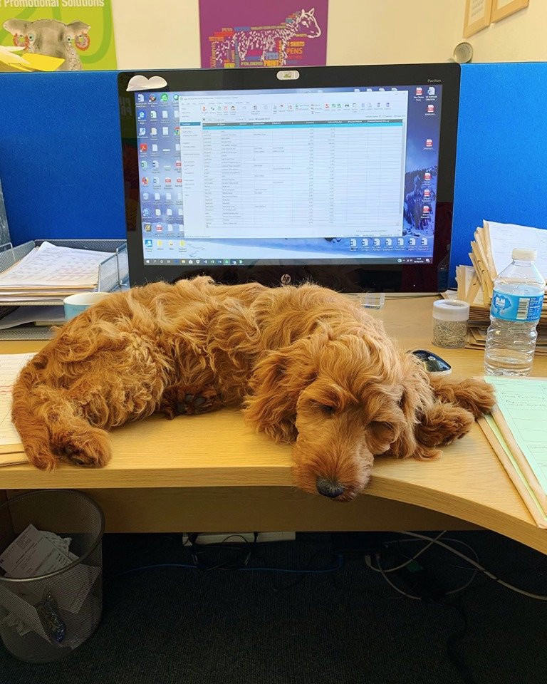 PinfoldPromos's tweet photo. Our office dog Dolly’s favourite place to lay 🐶💕💤👀 not so good for us when we are busy!!! #pinfold #pinfoldpromotions #promo #sourcing #gifts #merchandise #ideas #inspo #personalised #corporate #business #university #august #summer #thursday #southwell #nottingham #dog #puppy https://t.co/y7nECdUK5J