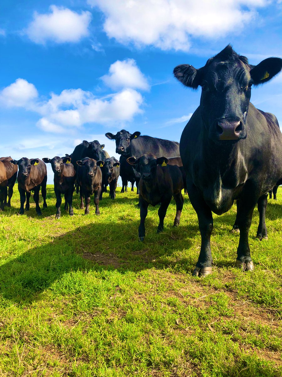 A morning out of the <a href="/Ellacotts/">Ellacotts</a> office means a morning on the farm 👌🏻🐮☀️ we’re proudly backing #Farm24. I have the pleasure of calling this home and I wouldn’t want to be anywhere else! #farming <a href="/FarmersGuardian/">Farmers Guardian</a> <a href="/Morrisons/">Morrisons</a>