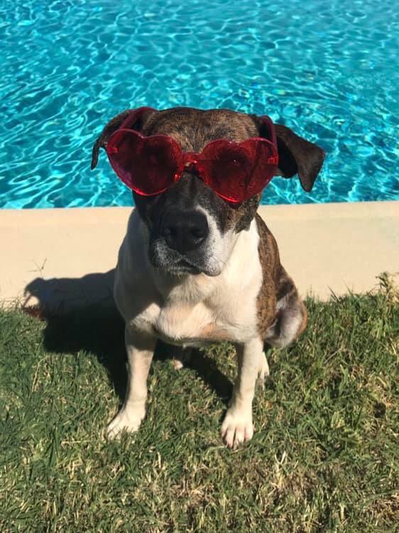 Trab_ConPerros's tweet photo. Nuestra Checa está disfrutando a tope del #Verano 💦☀️ 👓... ¿Y vosotros?

    ⬇️Deja una foto en los comentarios⬇️

#BuenosDiasATodos #animales #perros #mascotas #trabajoconperros #mifielcompañero #Verano #summer https://t.co/ElPTwUvVzE