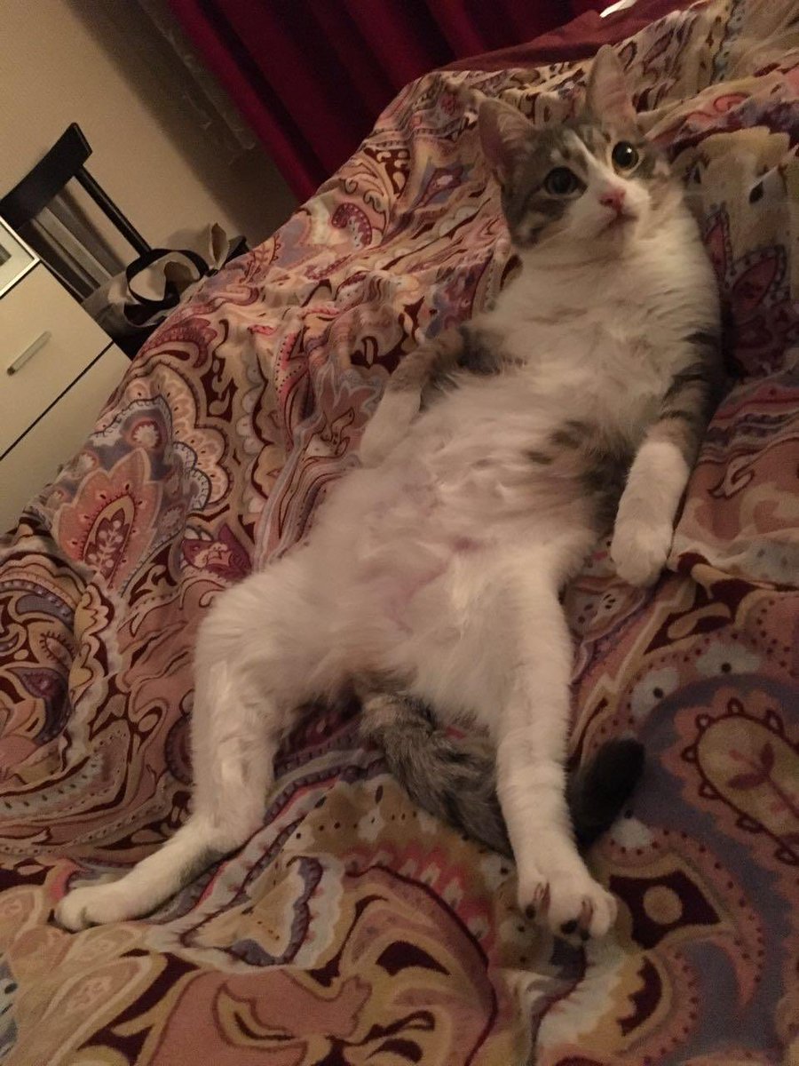 FLEXalumniAZ's tweet photo. Happy International #CatDay !
Meet Koshka and Malchik! They are living their best life in Baku 🐈
#FLEXAlumni #exchangeourworld https://t.co/6V2KhaoWqP