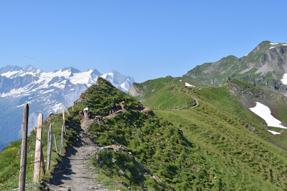 WegWandernCH's tweet photo. Grandiose #Wanderung von #melchseefrutt via #Balmeregghorn zum #Alpentower😘
➡️ https://t.co/9pZo25uJNT
#melchsee #horizontweg #wandern #blickheimat #VerliebtindieSchweiz #wandernschweiz #swisshiking #swissalps #hasliberg #meiringen #planplatten #haslital #engstlenalp #höhenweg https://t.co/58WpO4kmUr