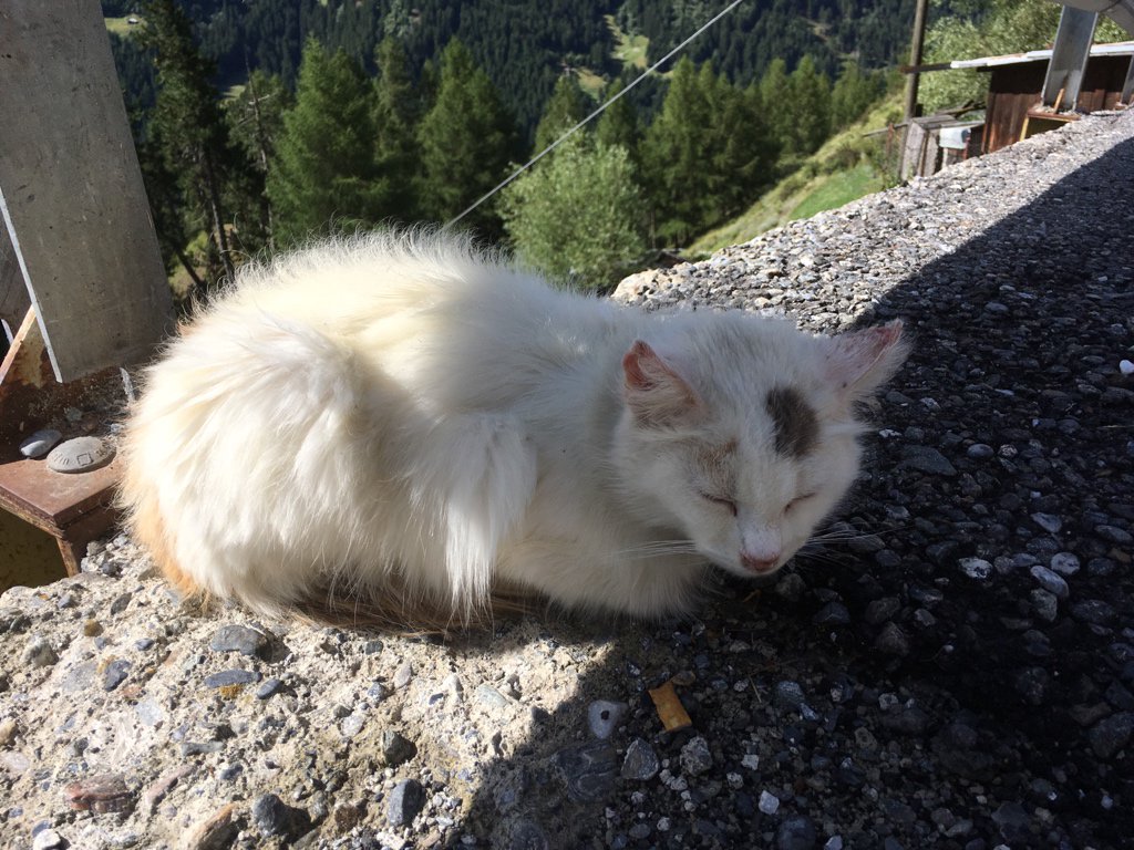 m_dile_79's tweet photo. #InternationalCatDay https://t.co/igiZ1dRzM3