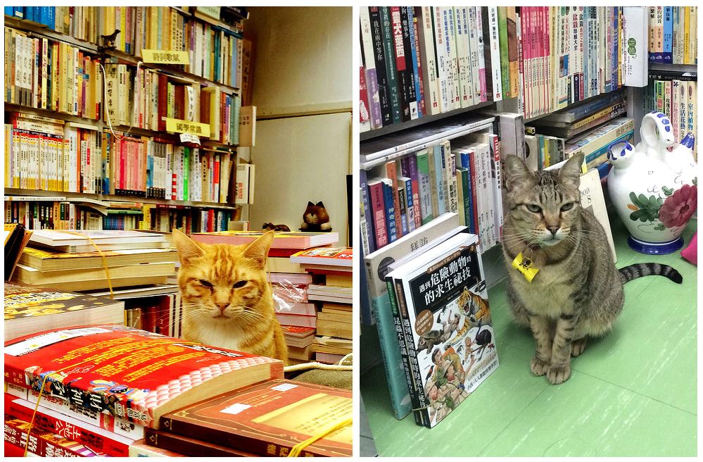 ActuaLitte's tweet photo. 🐱🐈 Depuis 40 ans, cette librairie de Hong Kong recueille les chats errants
https://t.co/dqHMr4Jjsk 
#HongKong #librairie #Chats #adoption 
#WorldCatDay #InternationalCatDay #chats #matous #journeeinternationaleduchat https://t.co/z9EfzxggUW