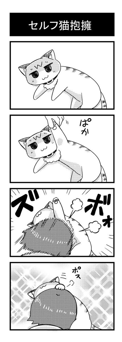 猫は若くても年取っててもかわいい!
#世界猫の日 