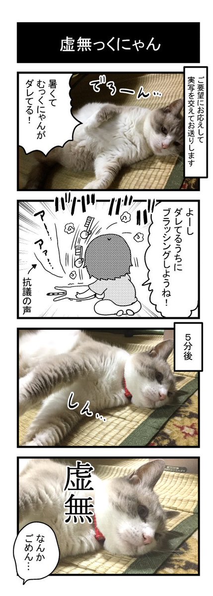 猫は若くても年取っててもかわいい!
#世界猫の日 