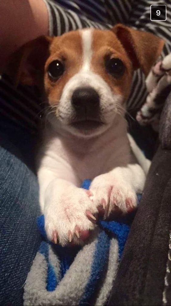 alljrtlovers's tweet image. #jackrussell_lovers611 
#federica_esposito01 #alljrtlovers
#jackrussellsrule
#jackrussellofinstagram #jackrussellterrierlovers #jackrussellclub #jackrussellbrasil #jackrusselllovers #jackrussellsofig #jackrussellterrier #jackrusselloftheday #jackrusse #JackRusselltshirts